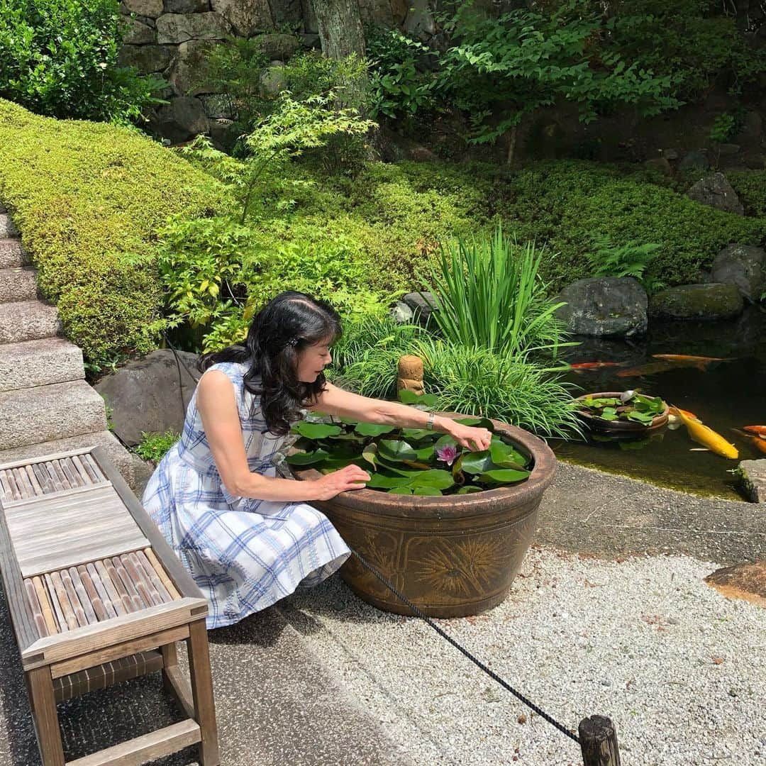 大津びわ子さんのインスタグラム写真 - (大津びわ子Instagram)「2019.7.7七夕の午後 睡蓮」7月8日 7時59分 - biwarin