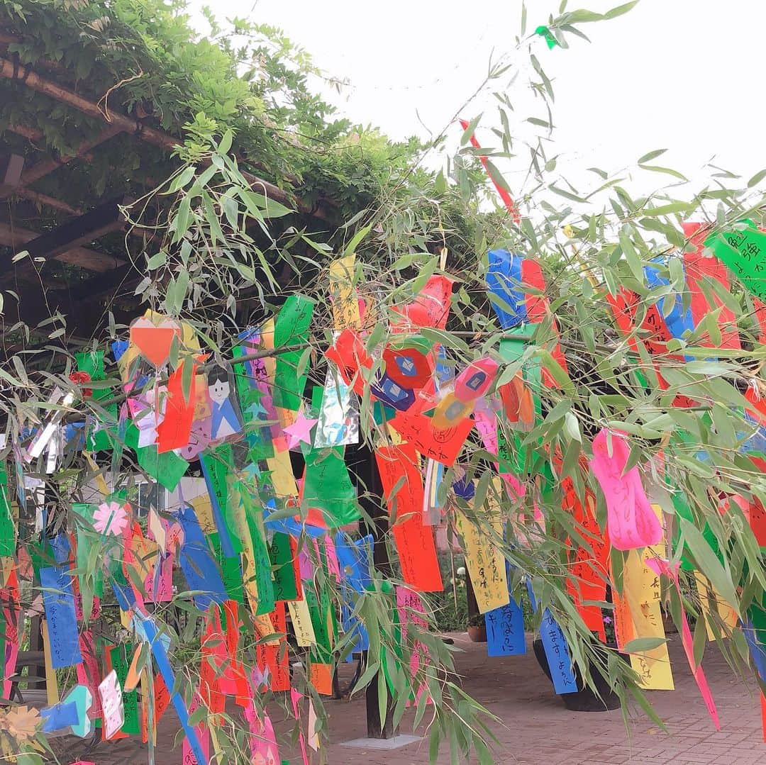 麻生れいみさんのインスタグラム写真 - (麻生れいみInstagram)「あいにくの雨☂️の七夕🎋 #七夕 #七夕飾り #tanabata」7月8日 8時15分 - reimi_aso