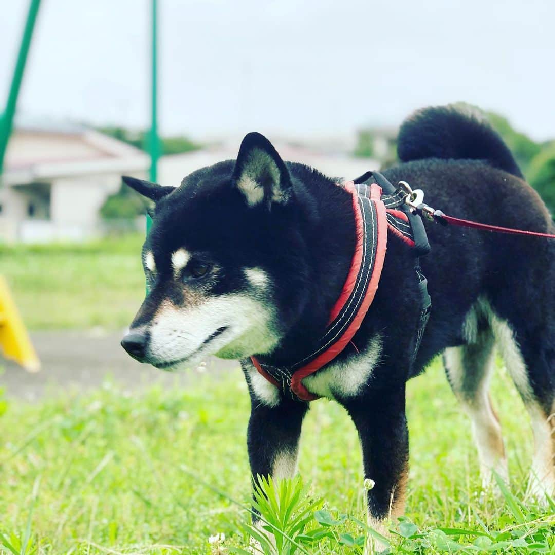 小川博永さんのインスタグラム写真 - (小川博永Instagram)「梅雨空続く。  #今朝まる #ししまる #dog #dogs #柴犬 #黒柴」7月8日 8時58分 - ogawahironaga