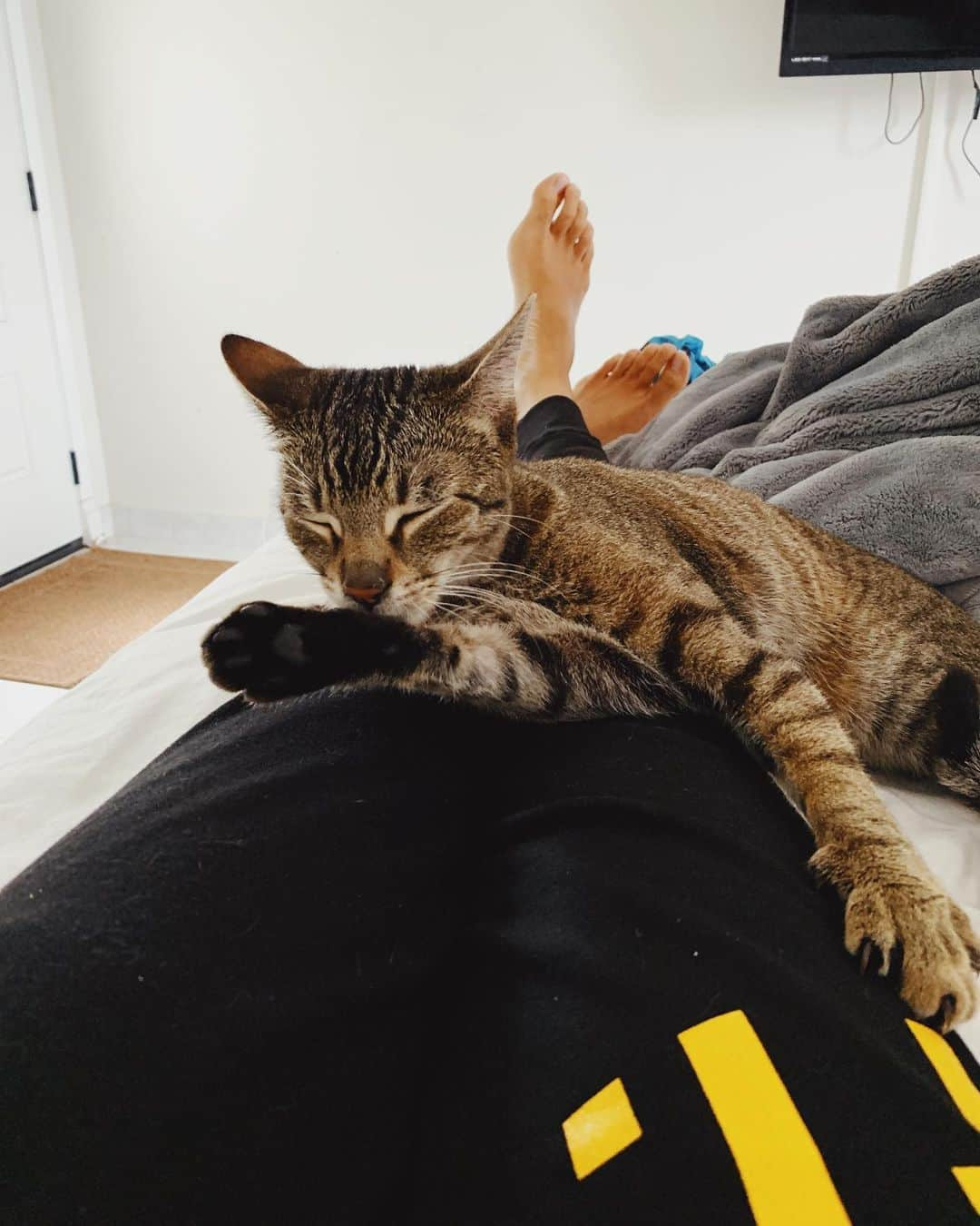 ブリアナ・コープさんのインスタグラム写真 - (ブリアナ・コープInstagram)「😭💔Lost my best friend today and I’ve Never felt so heart broken. Loved this cat more than anything and he made me so happy. he was literally my best friend. Please hug and kiss your animals for me today 💔 love you forever Oisty.」7月8日 9時38分 - briannacope