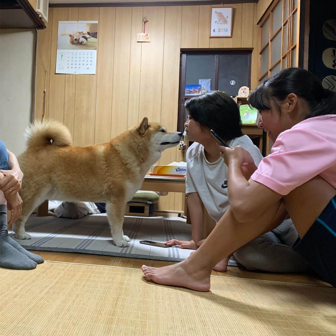 まる（まるたろう）さんのインスタグラム写真 - (まる（まるたろう）Instagram)「Good morning!!✨🐶✨なんだか実家感あるね〜  #まるはそろそろ根津に帰らないと #お世話になりました #また遊びに来るね #お肉用意しておいてね #月曜日は笑顔で頑張る日」7月8日 10時04分 - marutaro