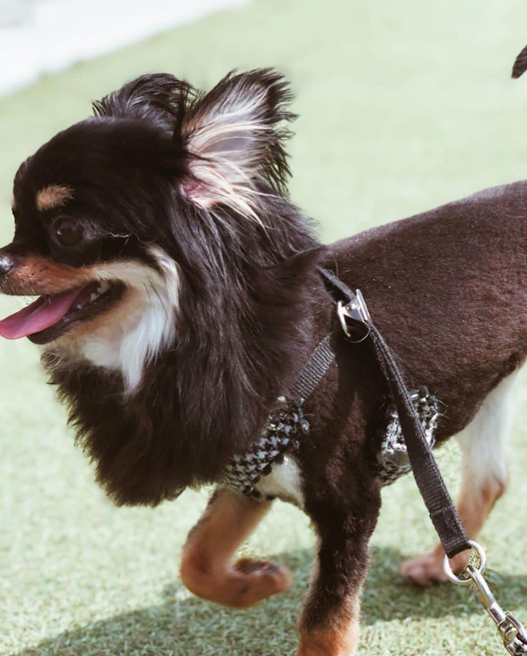 伊東大輝さんのインスタグラム写真 - (伊東大輝Instagram)「保護犬クリス、マリンにステキな里親さんが決まりました😍🙏🏽🎉 里親さんには何度も面談に来ていただき、これからもピンクビーチ (@petsalon_pinkbeach )にて経過を見守っていきます👌🏾💨 又ドッグランにも遊びにきてね🙏🏽🙏🏽🙏🏽🔥🔥 寂しいけど良かった😭🙏🏽 ラブラドールのアデルちゃんはまだ里親募集中です‼️😖💨 #保護犬 #ペットサロンピンクビーチ #petsalonpinkbeach #保護犬を家族に #保護犬を飼おう #保護犬出身 #里親 #里親募集 #里親募集中」7月8日 20時03分 - daikiitoh