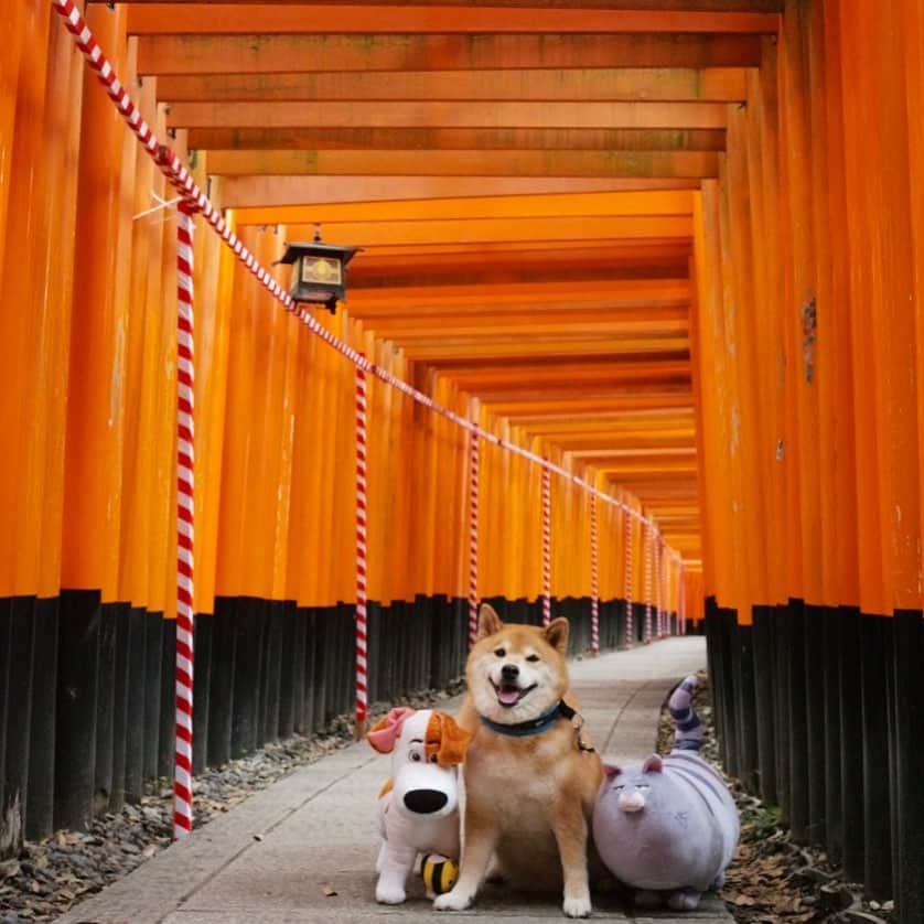 まる（まるたろう）さんのインスタグラム写真 - (まる（まるたろう）Instagram)「Fushimi inari shrine is located in Kyoto city. It’s better to go there in the morning, otherwise it would be so crowded.✨⛩⛩🐶⛩⛩✨高砂帰りに京都に少しだけ立ち寄ってきたんだ〜 #マックス君達と一緒 #映画ペット2 #まるも出演してるよ #ポスター役という斬新な起用 #斜め上過ぎてビビる #伏見稲荷大社 #インスタ映えスポット」7月8日 20時05分 - marutaro
