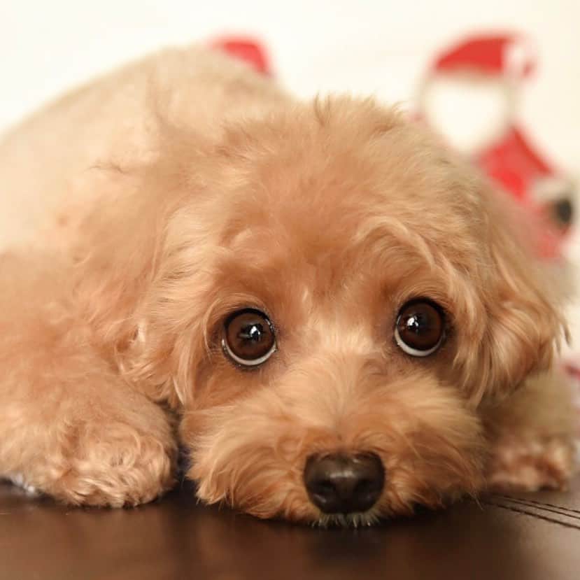 Truffle??松露?トリュフのインスタグラム
