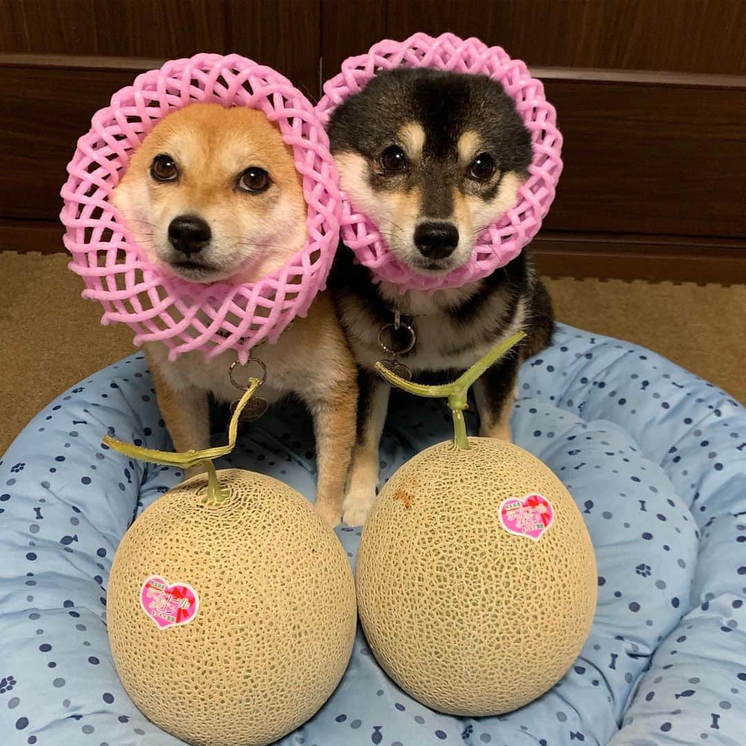 豆柴なつ&ふゆのインスタグラム