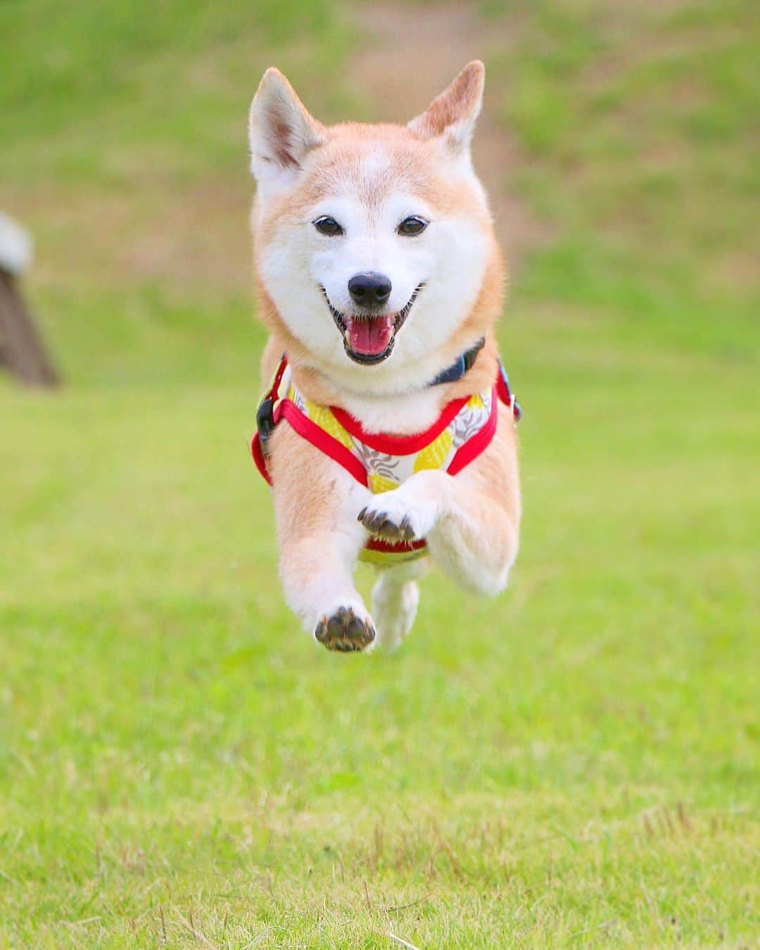 柴犬 けんしろう ゆりあのインスタグラム