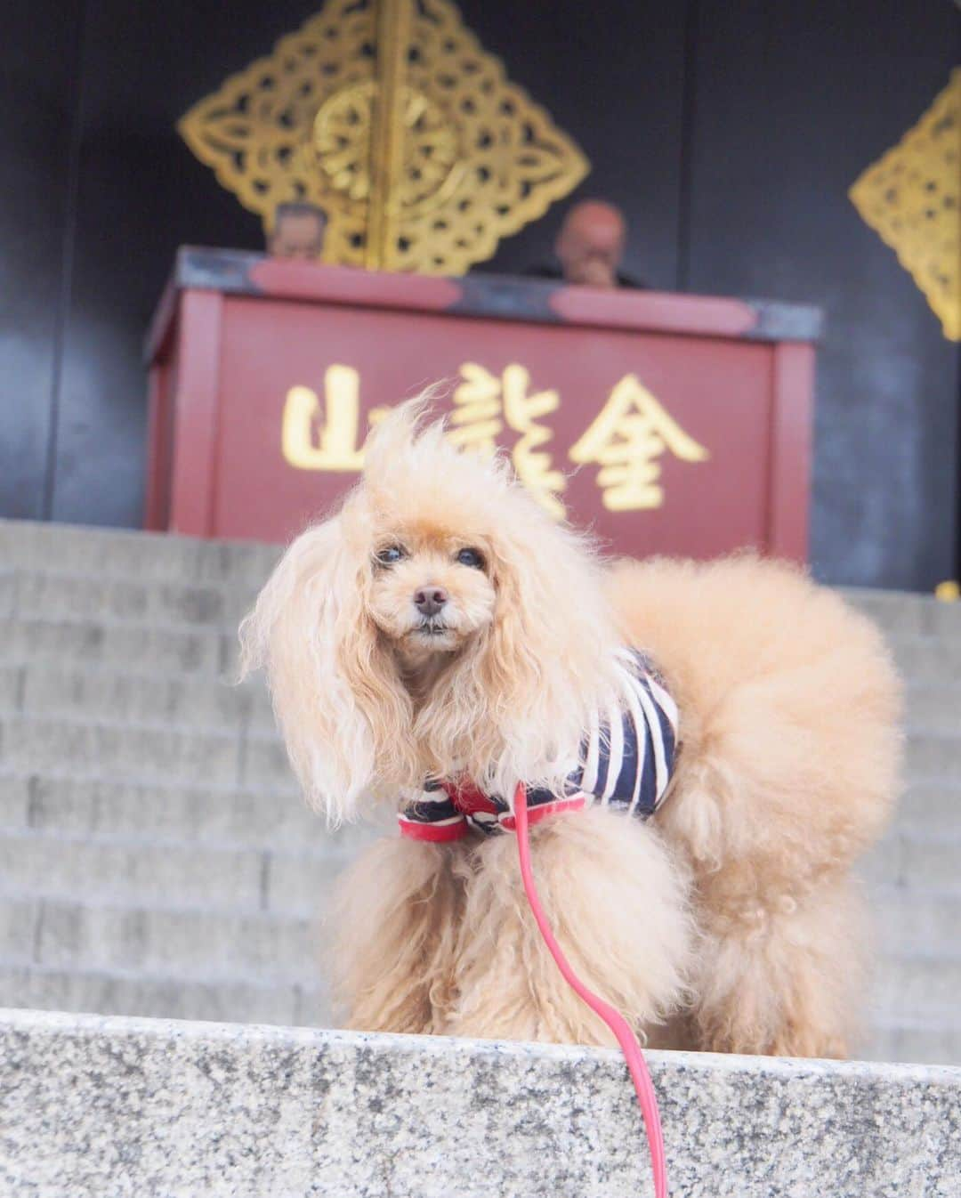 Toypoodle Mikuru?Asakusa Tokyoさんのインスタグラム写真 - (Toypoodle Mikuru?Asakusa TokyoInstagram)「20190708 Monday. 今朝の極嬢桃尻国際交流✨ 桃尻🍑楽しんで頂けたかなぁ？😆 . ❶ 触っていいよ🍑 ❷ みくドリル ❸ いい仕事したでしょ？ ❹ うまうま争奪動画⭐️ . インスタ調子悪いですね😰 昨日は更新するだけで1時間以上時間かかりました😓 なので、今朝はアッサリ諦めました😸 . お陰で？、通勤途中で転んでパンツが破れたので、また家に帰って着替えてから出勤🙀 というアクシデントに見舞われました😔 膝小僧がズルむけです🤕 . #極嬢桃尻 #みくドリル #肩もひねったみたい」7月8日 21時11分 - purapura299