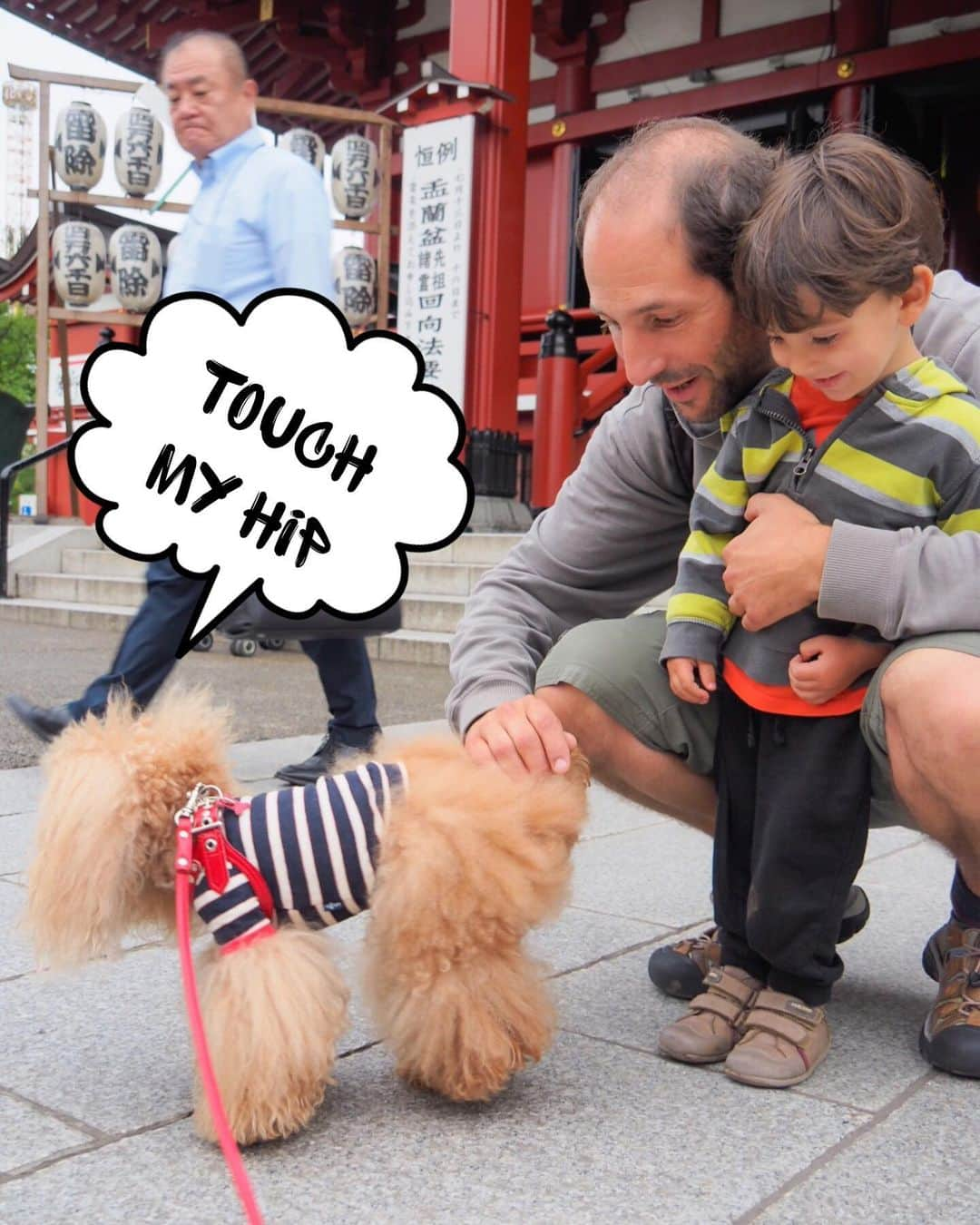 Toypoodle Mikuru?Asakusa Tokyoさんのインスタグラム写真 - (Toypoodle Mikuru?Asakusa TokyoInstagram)「20190708 Monday. 今朝の極嬢桃尻国際交流✨ 桃尻🍑楽しんで頂けたかなぁ？😆 . ❶ 触っていいよ🍑 ❷ みくドリル ❸ いい仕事したでしょ？ ❹ うまうま争奪動画⭐️ . インスタ調子悪いですね😰 昨日は更新するだけで1時間以上時間かかりました😓 なので、今朝はアッサリ諦めました😸 . お陰で？、通勤途中で転んでパンツが破れたので、また家に帰って着替えてから出勤🙀 というアクシデントに見舞われました😔 膝小僧がズルむけです🤕 . #極嬢桃尻 #みくドリル #肩もひねったみたい」7月8日 21時11分 - purapura299