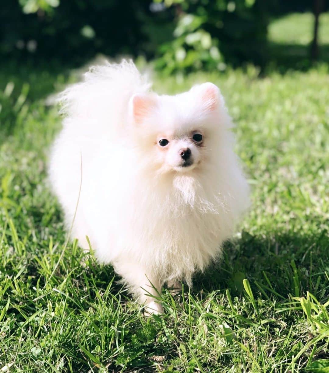 Puppy For Sale.のインスタグラム