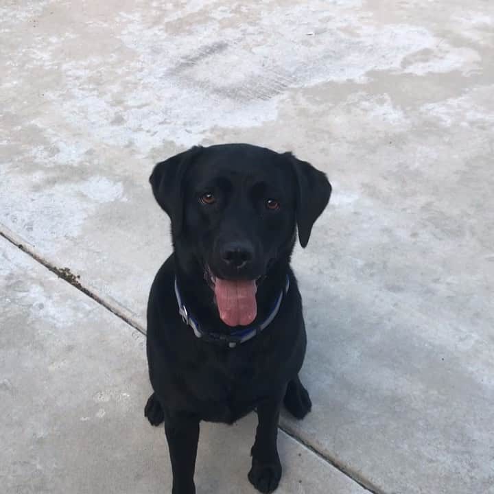 ストーン・コールド・スティーブ・オースチンのインスタグラム：「Cali. 2.5 years old.  Broken Skull Ranch, NV #blacklab」