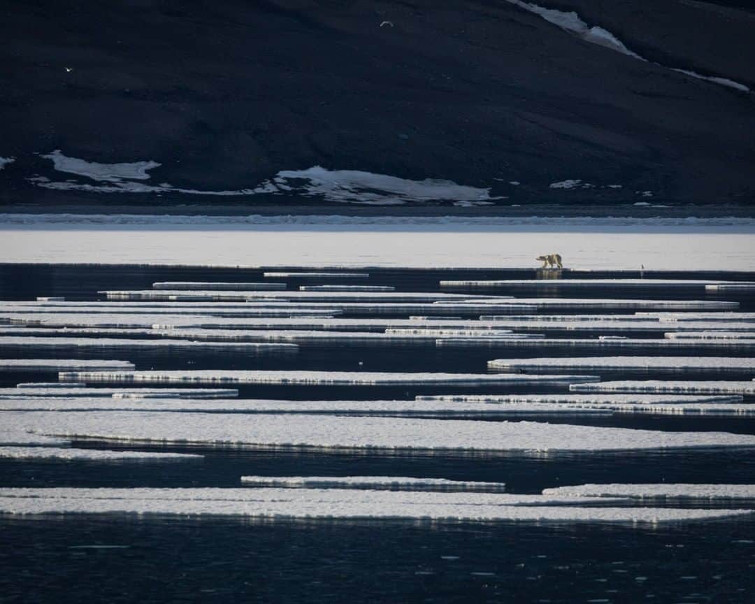 National Geographic Travelさんのインスタグラム写真 - (National Geographic TravelInstagram)「Photo by @acacia.johnson | A polar bear hunts for beluga along the fjord ice edge off Spitsbergen, Svalbard. This Arctic island archipelago is a haven for wildlife, much of which depends on a sea ice ecosystem. From April through September, open water along the west coast of the archipelago makes Svalbard a great place to explore by boat. Follow me at @acacia.johnson for more stories from the Arctic and beyond. #arctic #polarbear #svalbard」7月8日 12時58分 - natgeotravel