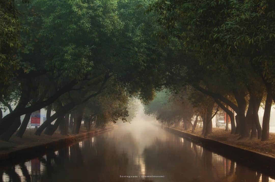 Canon Asiaのインスタグラム：「“What a gorgeous day it was, and what a beautiful play of light, shadow and fog. I spent some time there alone, admiring the relaxing scenery while flashbacks of nostalgic memories played. I took a picture to capture this beautiful moment forever, before the beginning of heavy traffic hours.” • Through the lens of a camera, magic indeed happens. ✨ Plan your shoots in the early mornings to transform your shots of nature with fog 🌫️ and soft lighting. 🌥️ This instantly gives your photo an ethereal quality straight out of a fairytale 🏰 • 📷 Image by Umaimaumi05 (@umaimaumi) on My Canon Story using the Canon EOS 70D | f/8 | 1/90s | ISO 200 | 55mm  Want your photos to be featured too? Tag them with #canonasia !  #canonasia #photography #fog #canonphotography #landscapephotography #nature #trees」