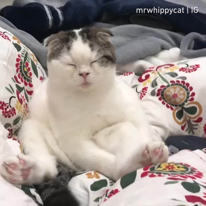のインスタグラム：「Me thinking about life ⠀ ⠀ 📹@mrwhippycat⠀ ⠀ #meowed #mrwhippycat #meditation #🇨🇳」