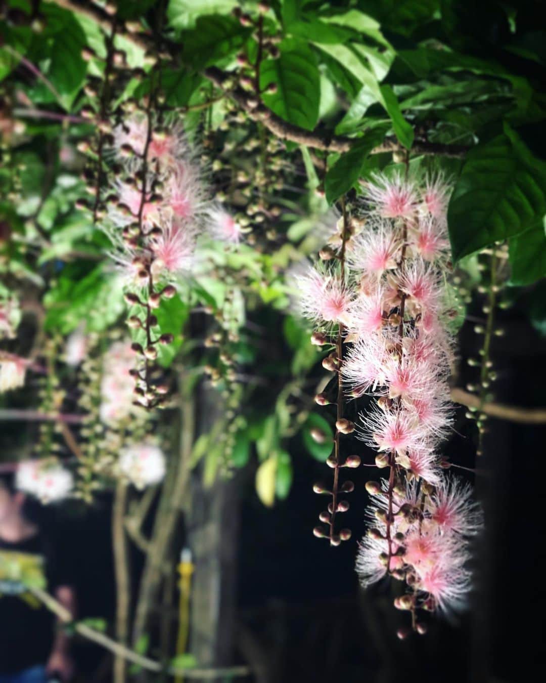 宮内知美さんのインスタグラム写真 - (宮内知美Instagram)「いまが見頃らしいです。  #ザカリバナ #一夜限りの花 #幻想的 #花言葉もキレイ #幸福が訪れる」7月8日 14時13分 - tomomi_miyauchi