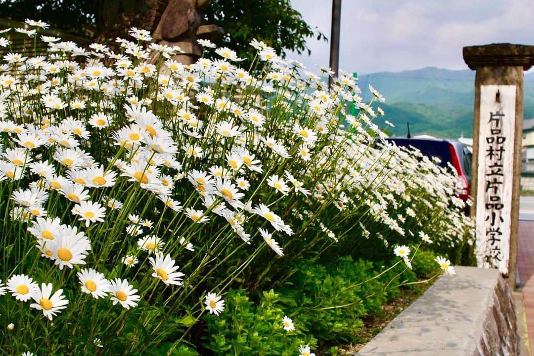 尾瀬旅のインスタグラム：「ここは尾瀬の入り口、片品村。 たくさんのお花が迎えてくれました。初夏の訪れを告げるかのような姿です。 . photo by josefine . #尾瀬とtepco　#ozextreme　#尾瀬 #oze #尾瀬旅　#discoveroze  #igtravel #instagramjapan  #山が好きな人と繋がりたい  #ファインダー越しの私の世界　 #japantrip #旅の思い出　 #旅好き　#traveljapan　#綺麗な景色　 #かわいい　#美しい　#自然　 #誰かに見せたい景色 #travel　#travelgram #旅行好きな人と繋がりたい　#自然好き #自然好き　#ハイキング　#hike #群馬県 #片品村 #小学校 #マーガレット #花好きと繋がりたい」