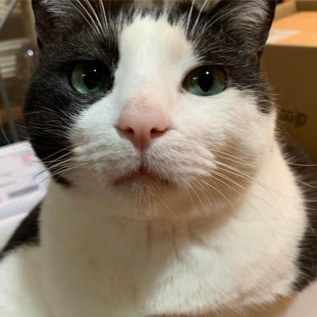 野間美由紀のインスタグラム：「ドアップ！😼」
