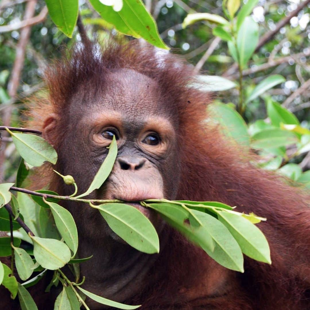 OFI Australiaさんのインスタグラム写真 - (OFI AustraliaInstagram)「Little Holland has all the makings of the model orangutan at OFI's Infant Nursery – climbing, socializing & slowly gaining confidence. Despite her tragic start to life, she is well on her way to becoming an independent & strong orangutan! ____________________________________ 🐒 OFIA Founder: Kobe Steele 💌 kobe@ofiaustralia.com | OFIA Patron and Ambassador: @drbirute @orangutanfoundationintl www.orangutanfoundation.org.au 🐒  #orangutan #orphan #rescue #rehabilitate #release #BornToBeWild #Borneo #Indonesia #CampLeakey #orangutans #savetheorangutans #sayNOtopalmoil #palmoil #deforestation #destruction #rainforest #instagood #photooftheday #environment #nature #instanature #endangeredspecies #criticallyendangered #wildlife #orangutanfoundationintl #ofi #drbirute #ofi_australia #ofia #FosterAnOrangutanToday」7月8日 15時31分 - ofi_australia