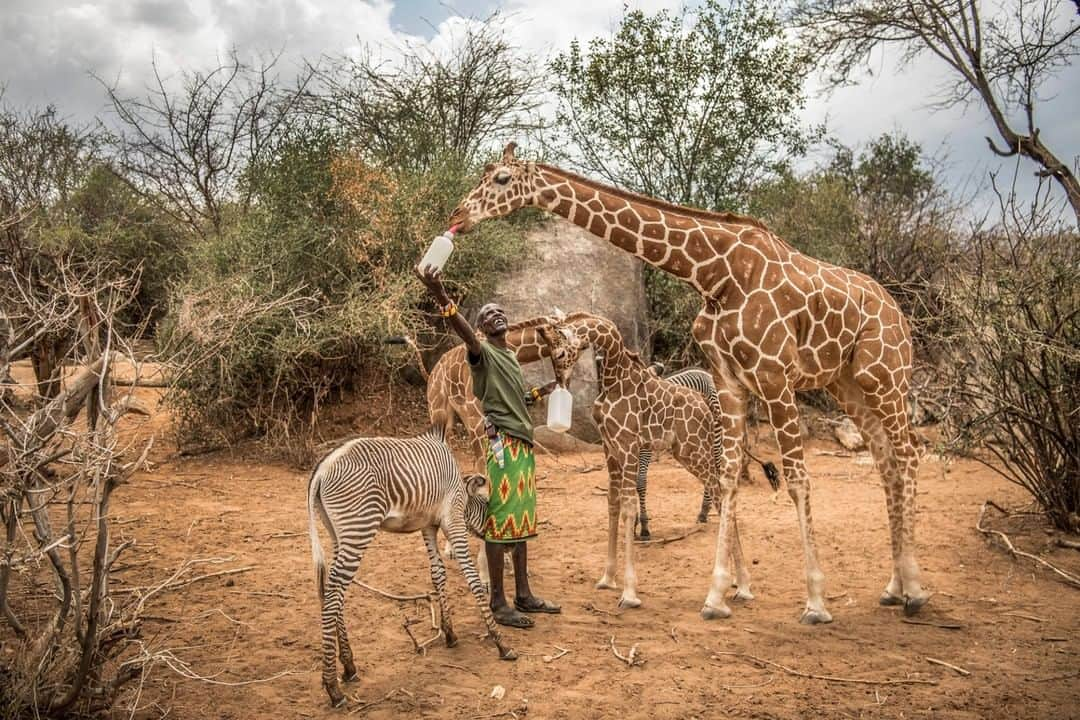 ナショナルジオグラフィックさんのインスタグラム写真 - (ナショナルジオグラフィックInstagram)「Photo by Ami Vitale @amivitale | Wildlife keeper Lekupania offers bottles to orphaned giraffe at Reteti Elephant Sanctuary (@r.e.s.c.u.e), where giraffes are rehabilitated and returned to the wild. @r.e.s.c.u.e has returned several giraffes to the wild, and each time a new orphan arrives, the former orphans, all grown up, mysteriously come back to the sanctuary to greet the newcomer. They have some way of communicating and knowing that these babies are there that we humans do not yet understand.  Today giraffes are undergoing a silent extinction and it's up to us to get involved. Follow @amivitale @r.e.s.c.u.e @giraffe_conservation and @sdzsafaripark to learn more about issues facing giraffe today and efforts currently being undertaken to save them. #giraffe #savegiraffe #niger」7月8日 15時40分 - natgeo