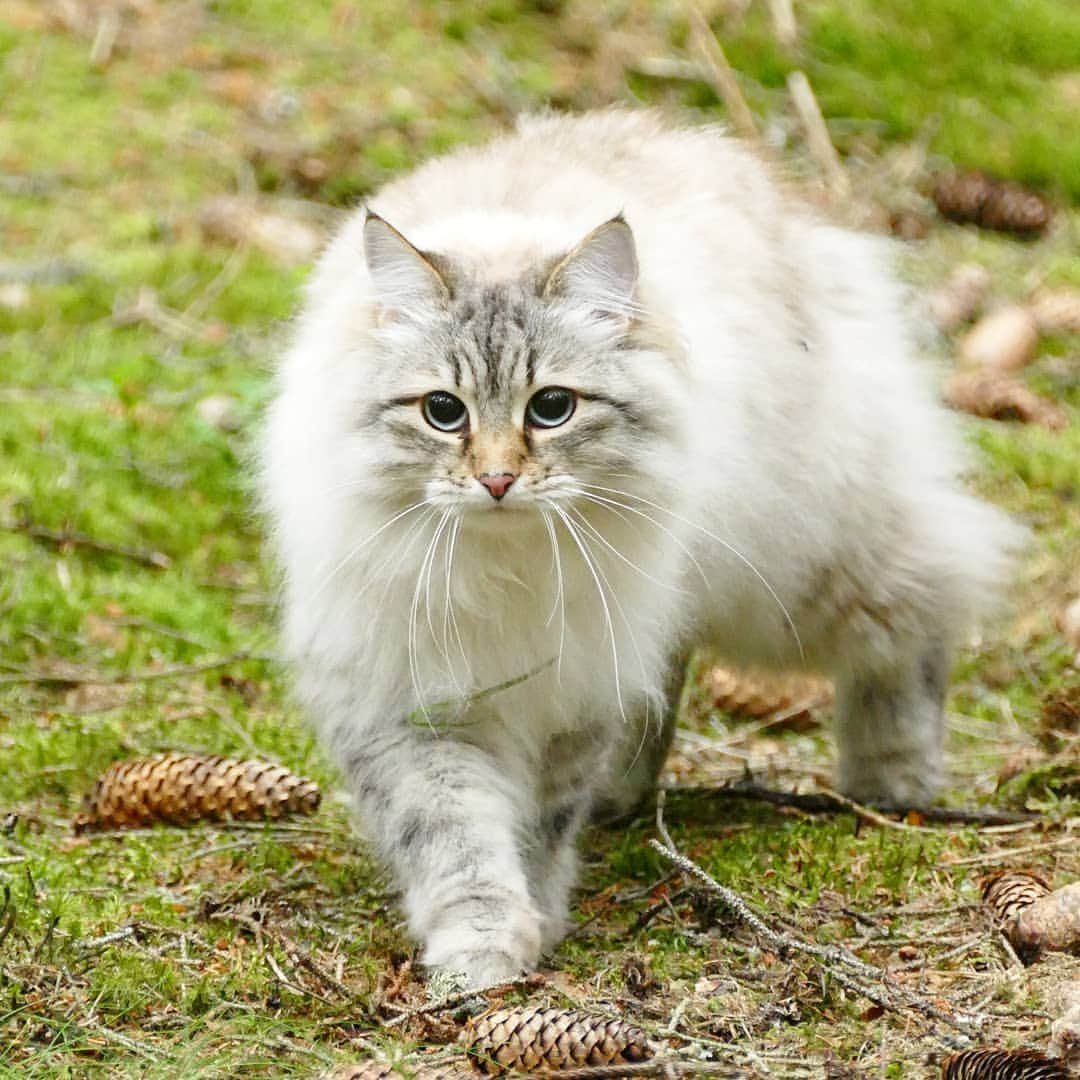 Floraさんのインスタグラム写真 - (FloraInstagram)「I see an epic week ahead! 😻  #cats_of_instagram #kattunge #dailyfluff #bestanimal #excellent_cats #katter #bestcats_oftheworld #igcutest_animals #cat_features #cutepetclub #fluffypack #katt #bestmeow  #weeklyfluff #meow #AnimalAddicts #kittycat #cat #cats #kitten #kittens #kawaii #instacat #calico #neko #winter #snow #2019 #sibiriskkatt #siberiancat」7月8日 15時41分 - fantasticflora