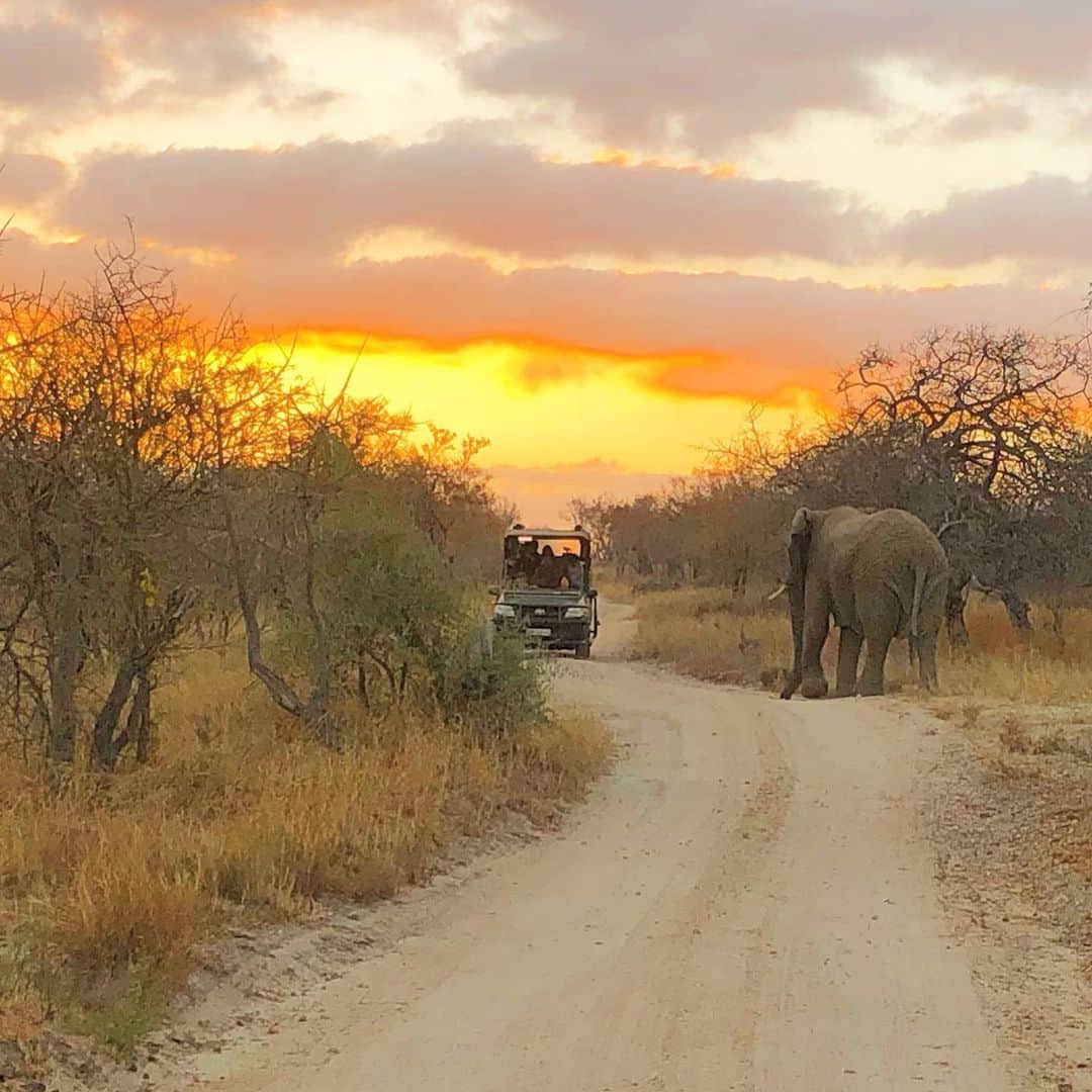 マキ・コニクソンさんのインスタグラム写真 - (マキ・コニクソンInstagram)「朝サファリは気持ちが良いねーーっ！象さんに遭遇したよ！🐘 動物って本当に可愛いなぁ。 癒されまくり。😊 #南アのおすそ分け🇿🇦 #私がアフリカを好きなわけ！」7月8日 15時54分 - makikonikson