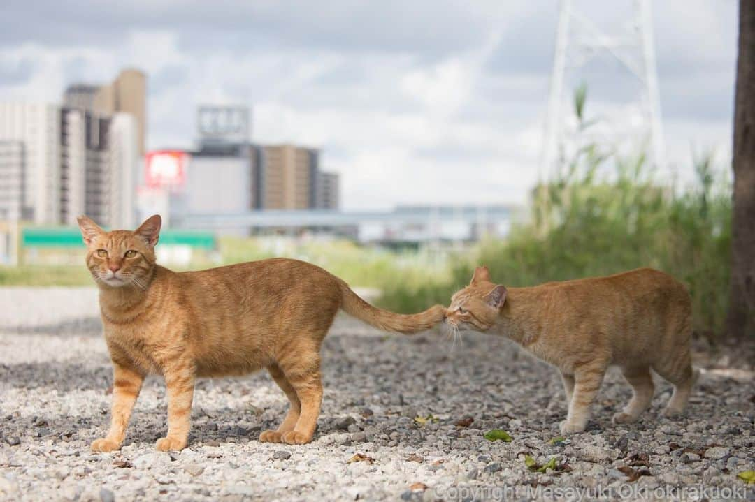 Masayukiさんのインスタグラム写真 - (MasayukiInstagram)「E.T.  #cat #ねこ」7月8日 15時55分 - okirakuoki