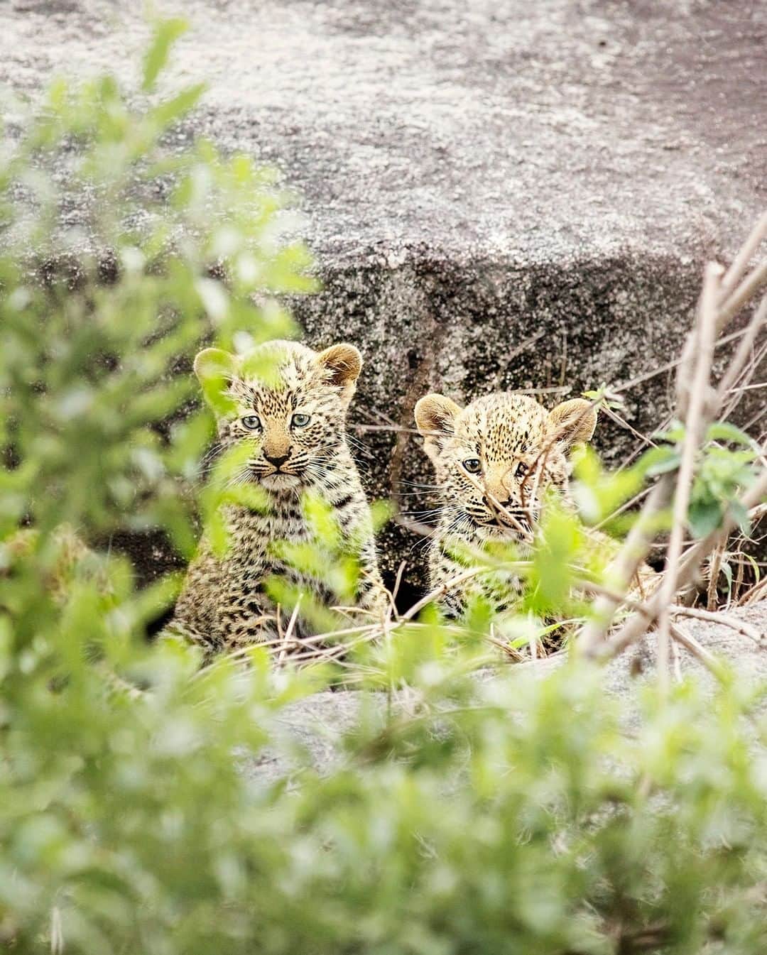 National Geographic Travelさんのインスタグラム写真 - (National Geographic TravelInstagram)「Photo by @andrea_frazzetta | South Africa, Pretoriuskop, in the south region of the Kruger Park. At dawn, two leopard cubs come out of a cave hidden in the rocks. Leopards are such secretive creatures that estimates of the size of leopard populations can vary wildly, with scientific data about South Africa varying from estimates of 2,390 to 23,472 leopards. The Kruger National Park is one of the largest game reserves in Africa. It covers an area of 19,485 square kilometers (7,523 square miles) in the provinces of Limpopo and Mpumalanga in northeastern South Africa. To see more photos from my travels, follow me, @andrea_frazzetta. #Southafrica #Kruger #leopard」7月8日 16時01分 - natgeotravel