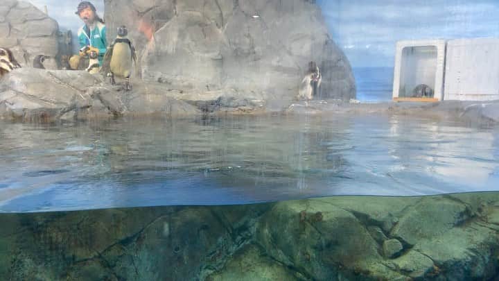 田村響華のインスタグラム：「新江ノ島水族館🐠  はじめてペンギンショーみたよ あいあいが指名した「ゆめちゃん」 ペタペタ歩き可愛い💕  #えのすい #ペンギンショー #新江ノ島水族館」