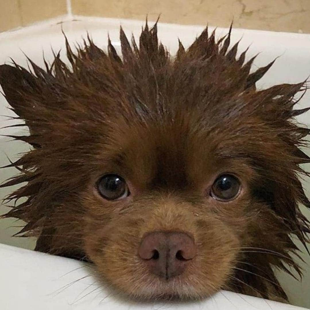 animalsさんのインスタグラム写真 - (animalsInstagram)「A good shower...@bertiebertthepom」7月8日 16時10分 - babyanmlpics