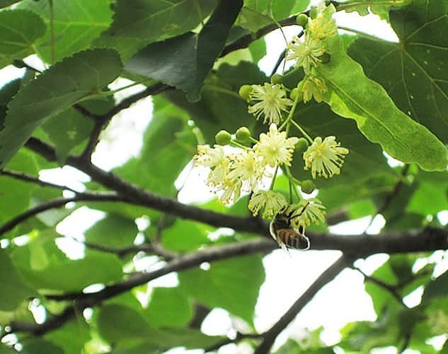 生活の木 メディカルハーブガーデン薬香草園【公式】さんのインスタグラム写真 - (生活の木 メディカルハーブガーデン薬香草園【公式】Instagram)「【毎月8日はハチの日🐝✨】 梅雨の時期、雨で外に出られない日も みつばちさんは巣箱の中でバリバリ働いています。 意外と人手、いや蜂手が必要のようですよ。 ㅤㅤㅤㅤㅤㅤㅤㅤㅤㅤ 貴重な晴れ間には、お気に入りのラバンディンラベンダーでお仕事✨(画像②) ㅤㅤㅤㅤㅤㅤㅤㅤㅤㅤ ハーブや花の移り変わりと同じように、はちみつの香りも変化していきます。 次に採れるはちみつはどんな風味でしょう・・・？ 楽しみですね。 ㅤㅤㅤㅤㅤㅤ *****************************ㅤㅤㅤㅤㅤㅤㅤㅤㅤㅤㅤㅤ 毎月8日更新！ 7月の養蜂コラム『生活の木ライブラリー: 薬香草園ビーファーム』は下記よりご覧いただけます。 @treeoflife_official リンク＞LIBRARY＞薬香草園ビーファーム ***************************** . . #生活の木 #ハーブとアロマの専業メーカー #毎月8日はハチの日  #ハーブガーデン #ガーデン  #薬香草園 #メディカルハーブ  #メディカルハーブガーデン #生活の木ライブラリー  #薬香草園ビーファーム #ビーファーム  #養蜂 #beefarm  #ハニー #ハーブ #ハーブハニー  #はちみつ #ハチミツ #🍯 #みつばち #ミツバチ #蜜蜂 #🐝 #はたらきもの  #エキナセア  #ラベンダー #ラバンディンラベンダー #honey #honeybee」7月8日 16時20分 - treeoflife_garden