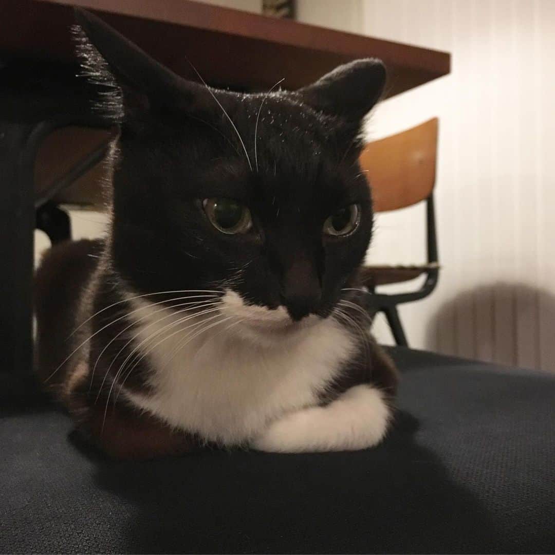 ミツバ&フックのインスタグラム：「キメ顔からのファァァ #ilovecat」