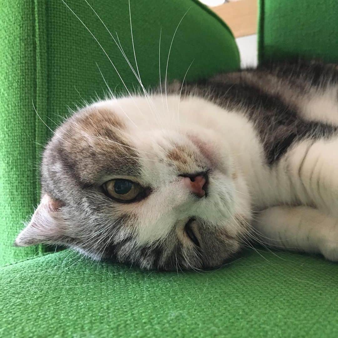 ミツバ&フックのインスタグラム：「今夜からテラハスタートよ #ilovecat」