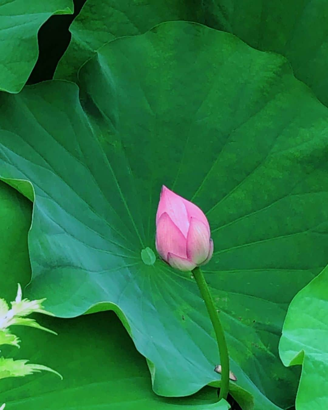 理絵さんのインスタグラム写真 - (理絵Instagram)「晴れてきた  #lotusflower #lotus #蓮 #蓮の花 #flower #fiore #꽃 #花 #蕾 #つぼみ #tokyo #japan」7月8日 16時31分 - ____rie____