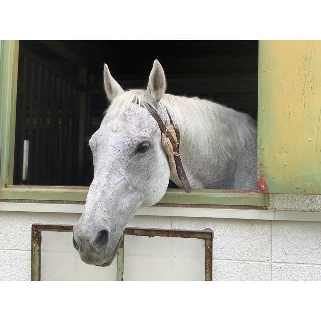 松浦雅さんのインスタグラム写真 - (松浦雅Instagram)「またまた乗馬教室へ🏇 今回は許可を得て、乗馬中の写真を撮って頂きました。 ここにいる子たちは、以前は競走馬として活躍していたそうです。 引退したらこういうところに来るんだね〜。 走ってる姿が可愛くて、乗りながらお馬の顔を見てしまう。 すると目線が下がるのでうまく走れなくなるのですが、ついついねぇ〜。 本当に、馬乗は心のセラピーになりますよ！ 馬と気持ちが通うのが分かるので、ほっこりして笑顔になります😊 今日はいつもの倍、1時間も乗りっぱなしだったので汗だく… でもコツはちょっと掴めたかも😏 ここはポニーもいて、子どもも大人も 気軽に乗馬体験できるので是非〜！ #ちなみにわたしが乗ってる子24歳で私と同い年 #神戸 #しあわせの村 #馬事公苑 #乗馬 #馬  #horse #horseriding #🐴 #🏇 #🐎」7月8日 17時09分 - m.miyabi614