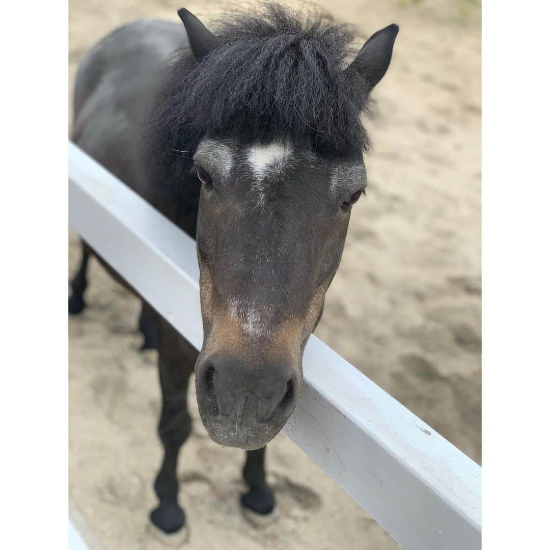 松浦雅さんのインスタグラム写真 - (松浦雅Instagram)「またまた乗馬教室へ🏇 今回は許可を得て、乗馬中の写真を撮って頂きました。 ここにいる子たちは、以前は競走馬として活躍していたそうです。 引退したらこういうところに来るんだね〜。 走ってる姿が可愛くて、乗りながらお馬の顔を見てしまう。 すると目線が下がるのでうまく走れなくなるのですが、ついついねぇ〜。 本当に、馬乗は心のセラピーになりますよ！ 馬と気持ちが通うのが分かるので、ほっこりして笑顔になります😊 今日はいつもの倍、1時間も乗りっぱなしだったので汗だく… でもコツはちょっと掴めたかも😏 ここはポニーもいて、子どもも大人も 気軽に乗馬体験できるので是非〜！ #ちなみにわたしが乗ってる子24歳で私と同い年 #神戸 #しあわせの村 #馬事公苑 #乗馬 #馬  #horse #horseriding #🐴 #🏇 #🐎」7月8日 17時09分 - m.miyabi614