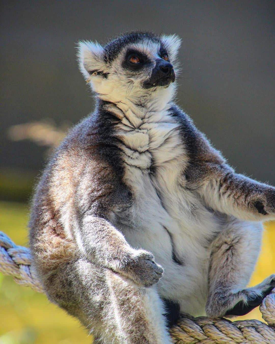 タロンガ動物園さんのインスタグラム写真 - (タロンガ動物園Instagram)「Who run the world? Girls!  For those of you who are unaware Lemur society is actually run by females! This is quite rare behaviour among mammals including primates! But is in-fact the norm for Lemurs!  #ForTheWild 📸 via Alison Lee Rubie」7月8日 17時11分 - tarongazoo