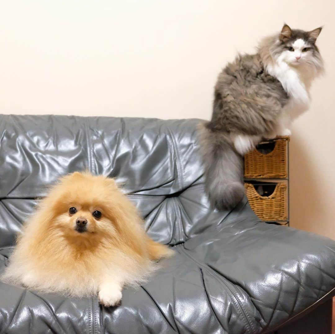 Hanaさんのインスタグラム写真 - (HanaInstagram)「ブログ更新しました♪ プロフィールから飛べます🚀 http://kedamakyoudai.blog.jp/ * 🐶✨キリッ 😼✨キリッ * 謎のフォーメーションで キメてくるきょうだい * * #NorwegianForestCat#Pomeranian#japan#catlover#doglover#dogs#cat#Kawaii#fluffy#pom#fluffydog#catsofinstagram#dogsofinstagram#fluffycat#ノルウェージャンフォレストキャット#ポメラニアン#pecoいぬ部#ペコねこ部#犬と猫のいる暮らし#かわいい#cute#cutecat#cutedog#funny#funnydog#funnycat#いぬのきもち#ねこのきもち#犬と猫」7月8日 17時29分 - mofu2family