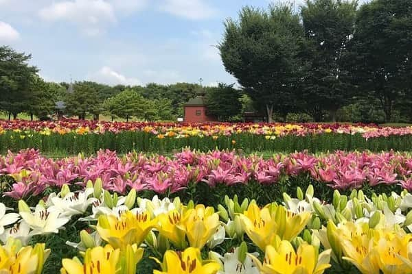 レッツエンジョイ東京さんのインスタグラム写真 - (レッツエンジョイ東京Instagram)「.﻿ ✩★------------------﻿ 夏のおでかけにぴったり！﻿ ユリの名所3選🌺﻿ ------------------✩★﻿ ﻿ 📷深谷グリーンパーク アパラダイスパティオ（深谷）﻿ 5色5品種のユリを色ごとに縦に植えつけ、ストライプ状になるようにデザインした花壇は、感動の美しさです😍﻿ ﻿ 📷国営武蔵丘陵森林公園（森林公園、熊谷より路線バス）﻿ 7月13日（土）の13時半～15時には「植物園定例ガイドツアー～やまゆり・レンゲショウマ～」（無料）、7月14日（日）、15日（月・祝）には「専門家ガイド～やまゆり～」（無料）が開催されます💐﻿ ﻿ 📷神奈川県立恩賜箱根公園（箱根湯本）﻿ 園内には資料館を有する湖畔展望館や茶処「緑賜庵」などもあるので、ユリの散策の途中で立ち寄ってみるのもよさそうです☺️✨﻿ ﻿ 今度の休日は、夏ならではの美しい光景に癒されるひとときを過ごしてみては？﻿ ﻿ 詳細はアカウントトップから﻿ 👉@lets_enjoytokyo﻿ ﻿ #レッツエンジョイ東京 #ぐるなび﻿ #おでかけ #トキメキ女子﻿ #ゆり #ユリ #百合﻿ #季節の花 #開花 ﻿ #花 #花好き﻿ #花好きな人と繋がりたい﻿ #花のある暮らし﻿ #おでかけスポット #デートスポット﻿ #デート #のんびりデート #休日の過ごし方 ﻿ #お散歩 #おさんぽ #さんぽ﻿ #深谷グリーンパーク #深谷﻿ #国営武蔵丘陵森林公園 #森林公園 #熊谷﻿ #神奈川県立恩賜箱根公園 #箱根湯本」7月8日 17時35分 - lets_enjoytokyo