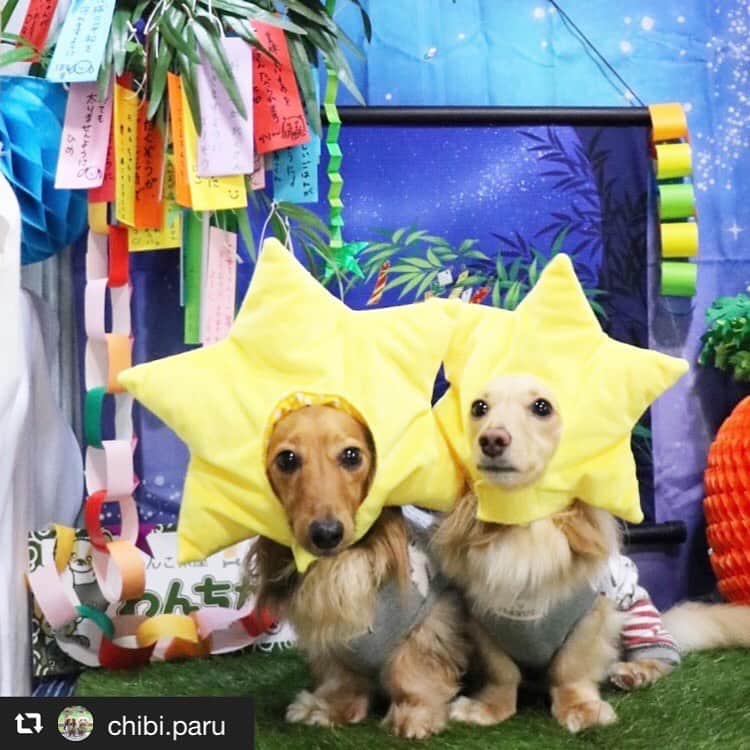 アイペット ペットスナップキャンペーンのインスタグラム