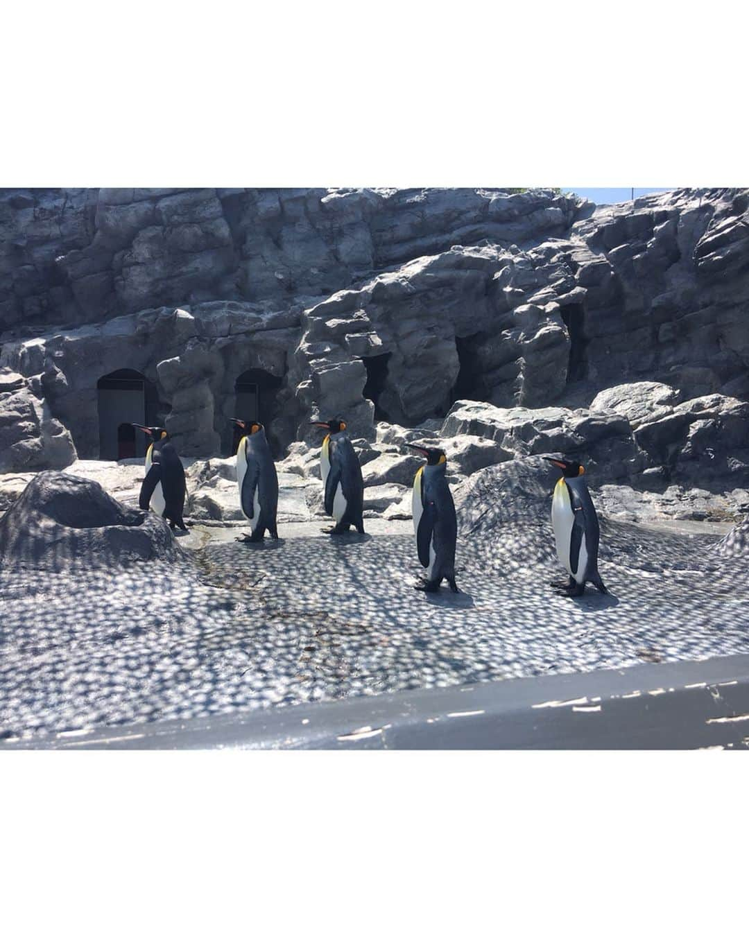 西村季里子さんのインスタグラム写真 - (西村季里子Instagram)「・ 北海道旅行2日目は 旭山動物園に行ってきた🐆♥️ もう小学生の頃から ずっと行きたかった場所だから 嬉しかった〜〜〜🦒🐘🦌💗 いろんな種類の動物がいるし、 近くで見られるしもぐもぐタイムもあるし、 天国だったね😇 1番はカバが見れて嬉しかった🦛💖 どの写真も全力で笑ってて 本気で楽しそうだなわたし🌷 また行きたい絶対🥺✨✨✨ #北海道#旅行#夏旅#trip#札幌 #旭川#旭山動物園#動物園#zoo #ペンギン#🐧#トラ#🐯#キリン#🦒 #オオカミくんには騙されない  #カバ#1番嬉しかった#かわいい #ソフトクリーム#🍦#ポテチュロ #全力笑顔#楽しそう#日焼け#サンダル焼け#辛 #follow#followme」7月8日 18時08分 - kiriko_nishimura