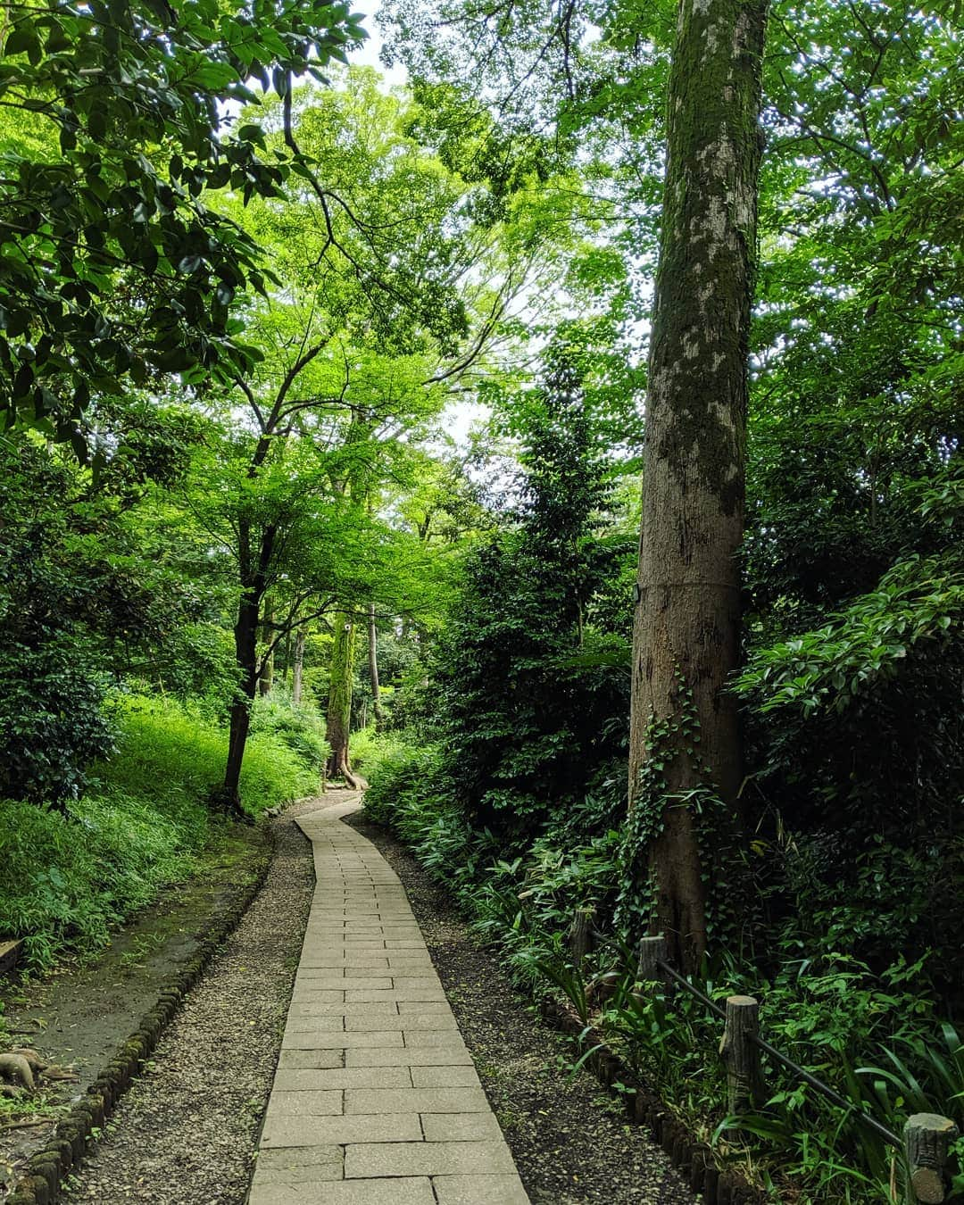 高橋メアリージュンさんのインスタグラム写真 - (高橋メアリージュンInstagram)「Green power🌲🌳🍀🌿」7月8日 18時24分 - maryjuntakahashi