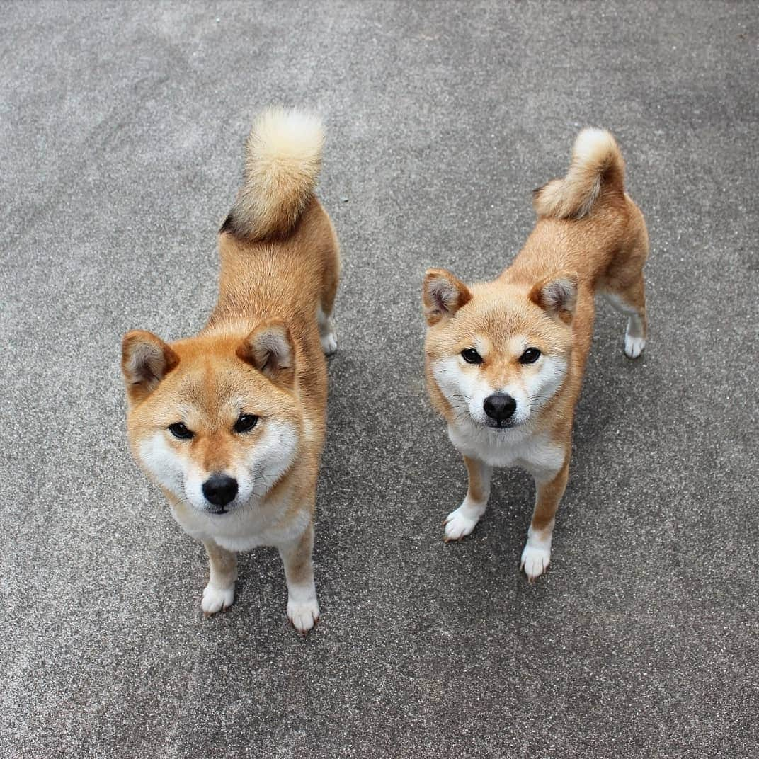 柴犬たま Shibainu Tamaのインスタグラム