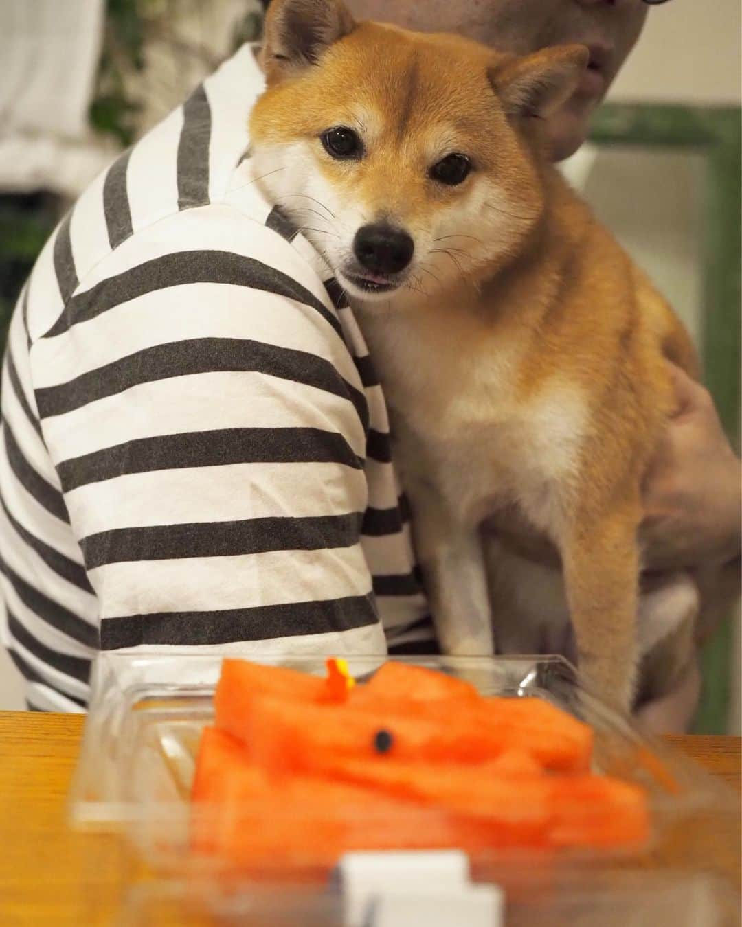 豆柴にこちゃんさんのインスタグラム写真 - (豆柴にこちゃんInstagram)「🐶🛩 成田に着きました。 でもバスがまだこないから 家着くのは22時くらいかなぁ💦 ロスも肌寒かったけど日本も寒いねー . 写真は出張前に撮った、 ノアソラちゃんち @shiroma102 に頂いたスイカを食べてる写真🍉 . 我が家はみんなスイカずき🍉✨ . #柴犬#豆柴#pecoいぬ部#犬#わんこ#犬#ここ柴部#shibainu#dog#mameshiba#pecotv#dog#いぬのきもち部#しばいぬ#しばけん#こいぬ#シバイヌ#いぬ#イヌ#赤柴#マメシバ#ペット#日本犬#子犬#puppy#doggo#pet#시바견#강아지#개」7月8日 18時44分 - nikochan.mame48