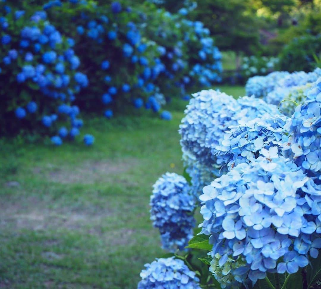 Visit Wakayamaさんのインスタグラム写真 - (Visit WakayamaInstagram)「. Happy Monday, everyone!  Don't miss the hydrangeas blooming in Wakayama.  Share your stories with #visitwayama and @visitwakayama for a chance to be featured! 📸: @_mu__03」7月8日 19時00分 - visitwakayama