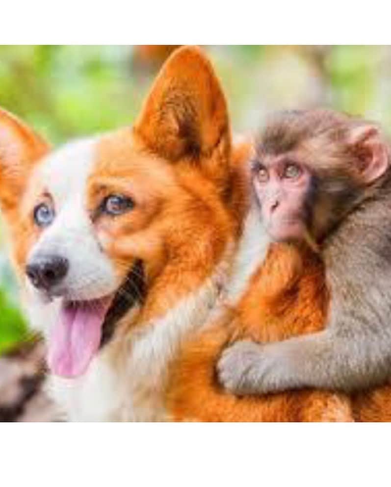 なかやまきんに君さんのインスタグラム写真 - (なかやまきんに君Instagram)「#なかやまきんに君 #こんにちは #素敵な写真ですね #ありがとうございます #これは何というトレーニングですか？ #ケーブルクロスオーバー という種目です #胸 の #トレーニング です #高重量でかなりの負荷をかけてます #犬 #猿 #犬猿の仲 #ヤー #キャー筋肉で犬と猿が仲良しになってるステキー #ヤーは世界を救う #ヤーは世界へ、、、 昨日、 #ロデオ猿 のみわちゃんも無事に保護されました #😊 #筋肉でみんな仲良し  #ゴールドジム浜松町 さん 撮影協力ありがとうございます」7月8日 19時16分 - nakayama_kinnikun