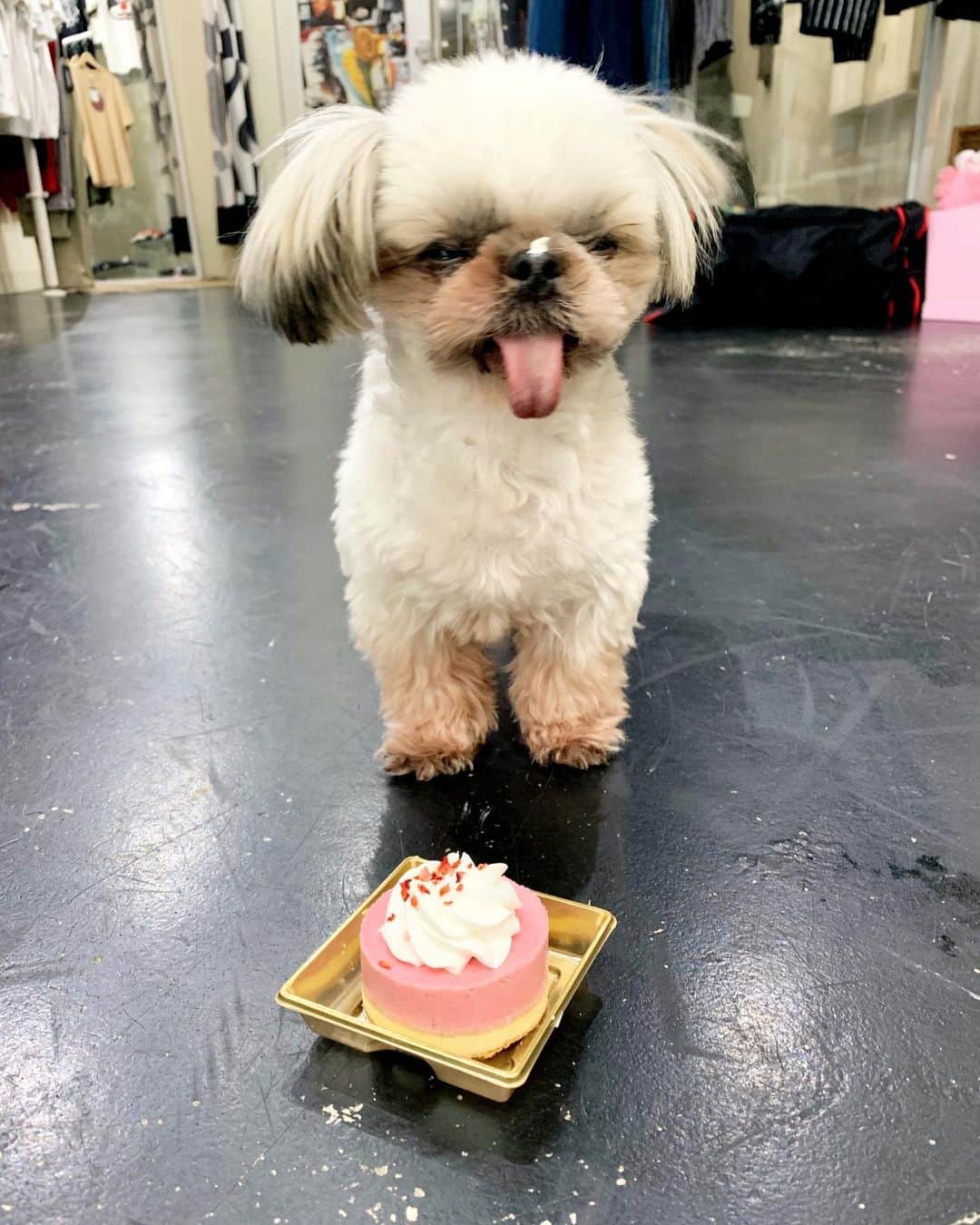 のインスタグラム：「@linkyuki さんに頂いた小鉄のバースデープレゼント🐶🎂サングラスも被り物もありがとうございました🥰 こてちゃん初めてのケーキ🎂夢中で舐めてました👅 #小鉄通信#今日のこてたん#shihtzu #シーズー#元保護犬」