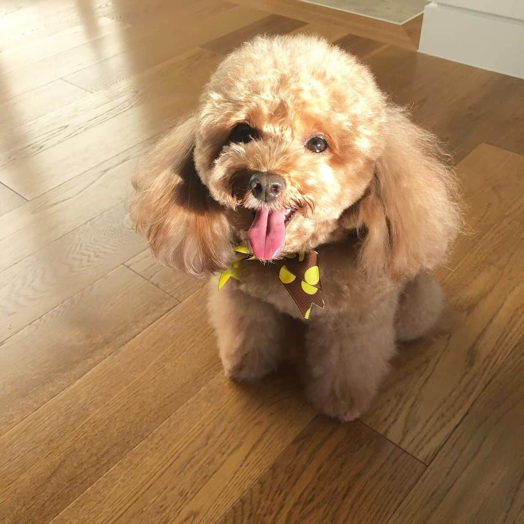 川村優希さんのインスタグラム写真 - (川村優希Instagram)「可愛さの塊😍 . . #トイプードル #トイプー #toypoodle #dog #dogstagram #いぬすたぐらむ #いぬバカ部 #ふわふわ #もふもふ #ふわもこ #ふわもこ部 #犬のいる暮らし」7月8日 19時25分 - yuki.kawamura.official