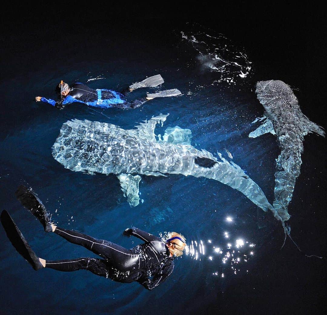 Thomas Peschakのインスタグラム：「Marine scientists snorkel with young whale sharks that feed on plankton attracted to the lights of our boat. Every winter juvenile and sub-adult whale sharks gather off Djibouti, a small African nation, sandwiched between Somalia and Ethiopia, to feed on large scale plankton blooms caused by upwelling and fierce desert winds. Unpublished photograph from @natgeo story on Arabian Seas. #sharks  #diving #ocean #nature #picoftheday #whalesharks」