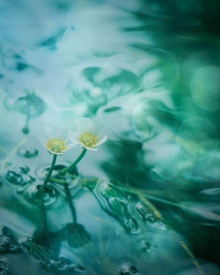花の写真館のインスタグラム：「Photo by @hori_fuwa96m.⠀ https://instagram.com/hori_fuwa96m/⠀ .⠀ Original Post[投稿頂いたURL]⠀ https://www.instagram.com/p/BWoJetAARwx/⠀ .⠀ 本アカウントは、 #私の花の写真 をつけてInstagramに投稿された皆さまの花の写真や、「花の写真館」Facebookページで投稿された花の写真を紹介します。⠀ 「花の写真館」Facebookページは、「 @floral.photograph 」のプロフィールにあるURLからご覧ください。⠀ .⠀ #花の写真館 #floralphotograph #floralphoto #flower #flowers #富士フイルム #FUJIFILM⠀ Follow: @floral.photograph」