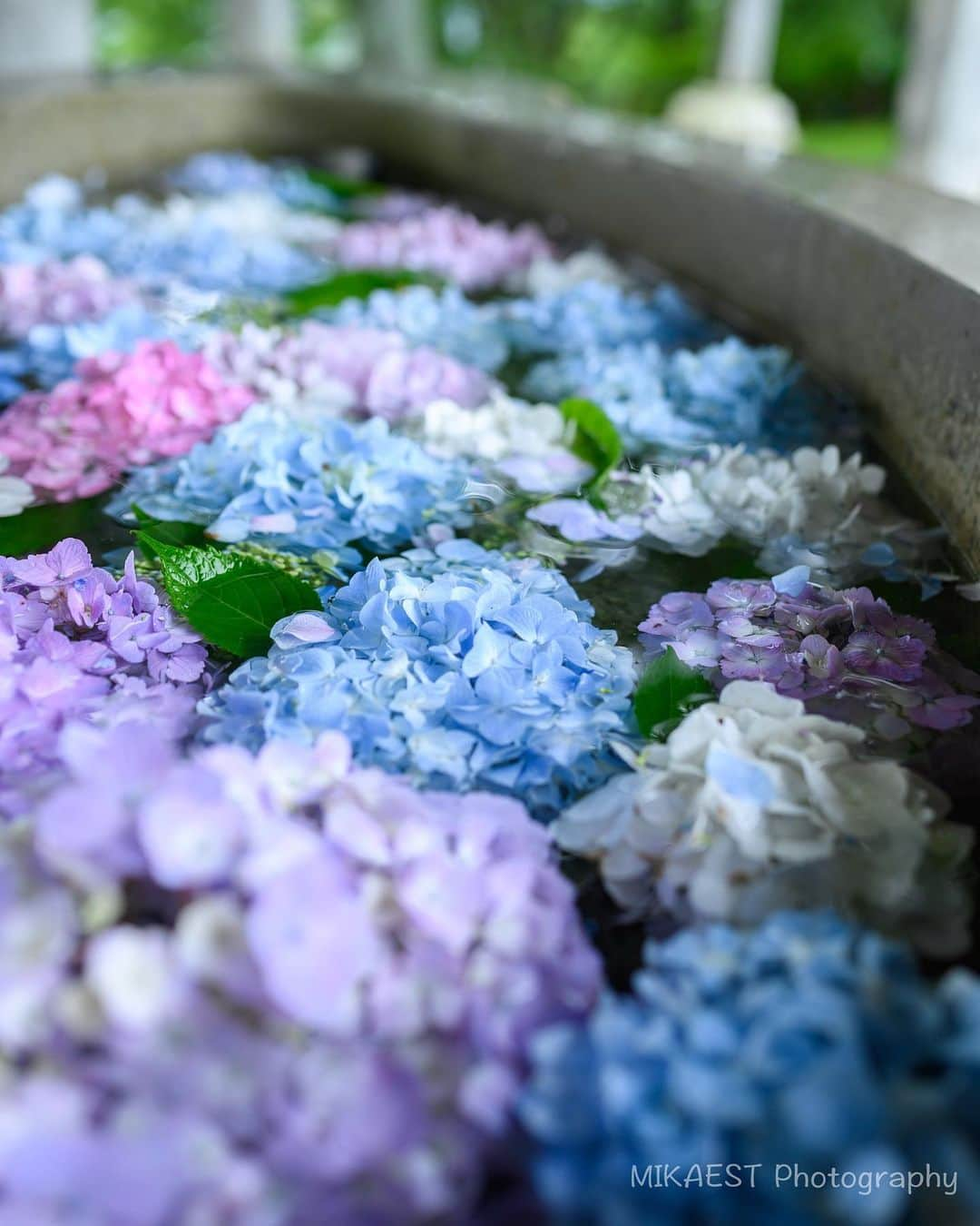 mikaestさんのインスタグラム写真 - (mikaestInstagram)「Hydrangea . 手水舎に浮かぶ紫陽花は一昨年くらいから流行っていて 今年も各地のお写真を見ますが… なんと！ 宮城県にもあったのです！！ ということで、 流行りには乗っておこうかなと（笑） . . Nikon Z6 NIKKOR Z 35mm f/1.8 S カメラ片手にお散歩する時はこの単焦点を付けるのが 軽くて良いです😊 . #行くぜ東北 #夏の東北インスタキャンペーン #夏色みやぎ #サザエさんと宮城タビ」7月8日 19時56分 - mikaest