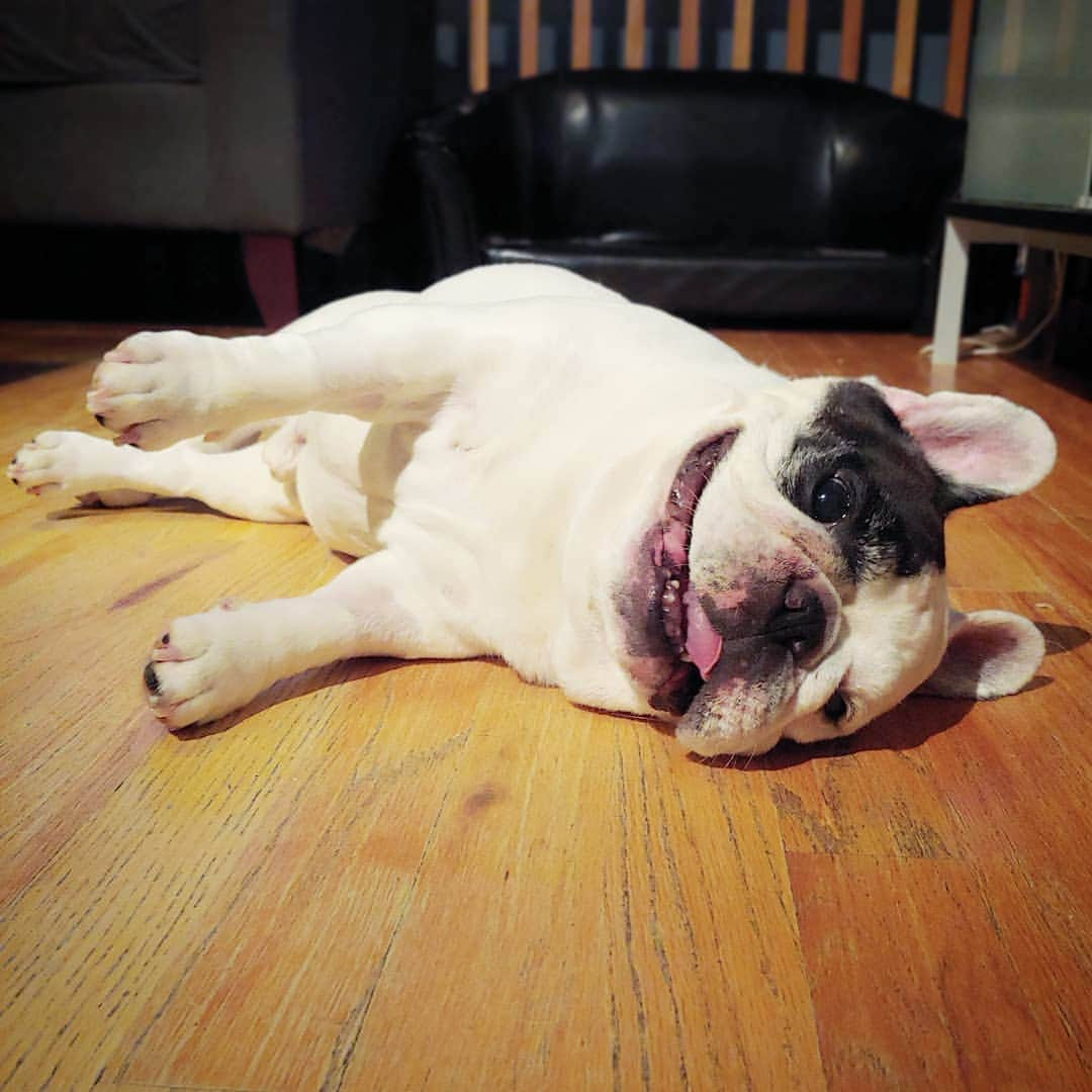 Manny The Frenchieさんのインスタグラム写真 - (Manny The FrenchieInstagram)「Tried getting off the couch today...I didn't make it very far. 😄 #longweekend  #cantfunction」7月9日 5時20分 - manny_the_frenchie